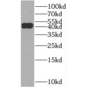 WB analysis of mouse liver tissue, using BHMT2 antibody (1/2000).