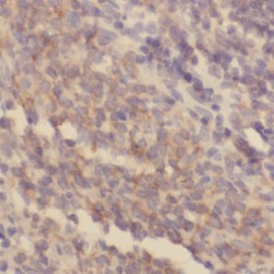 Bridging Integrator 2 (BIN2) Antibody