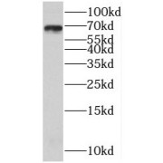 abx230908
