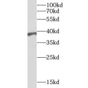 WB analysis of HeLa cells, using BPNT1 antibody (1/500 dilution).