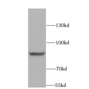 abx230942