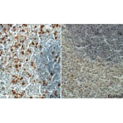 IHC-P analysis of mouse spleen (with BrdU feeding) tissue, using BrdU Antibody (1/400 dilution). Heat-mediated antigen retrieval was carried out with Tris-EDTA buffer, pH 9.