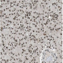 Brain And Reproductive Organ-Expressed Protein (BRE) Antibody