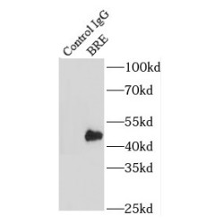 Brain And Reproductive Organ-Expressed Protein (BRE) Antibody