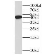WB analysis of PC-3 cells, using BRE antibody (1/500 dilution).