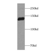 abx230954