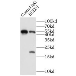 Protein BUD31 Homolog (BUD31) Antibody
