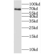 WB analysis of L02 cells, using C19orf44 antibody (1/600 dilution).