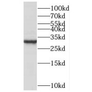 WB analysis of K-562 cells, using C1QBP antibody (1/1000 dilution).