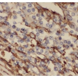 C9orf156 Antibody