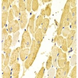 Carbonic Anhydrase 3 (CA3) Antibody