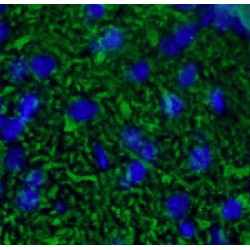 Calbindin (CALB1) Antibody