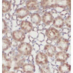 Calbindin (CALB1) Antibody