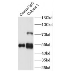 Calpain 1 (CAPN1) Antibody