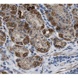 Calpain 9 (CAPN9) Antibody