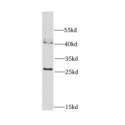 WB analysis of HEK-293 cells, using CAPNS1 antibody (1/1000 dilution).