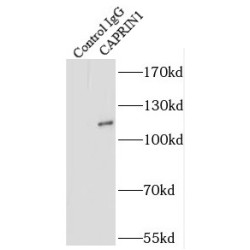 Caprin-1 (CAPRIN1) Antibody