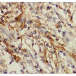 Calcyphosin-Like (CAPSL) Antibody