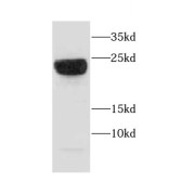 WB analysis of mouse lung tissue, using CAPSL antibody (1/800 dilution).