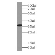 WB analysis of HeLa cells, using CAPZA1 antibody (1/1000 dilution).