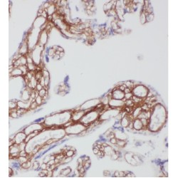 Carboxypeptidase A1 (CPA1) Antibody