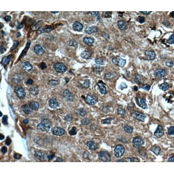 Caspase 8 (CASP8) Antibody