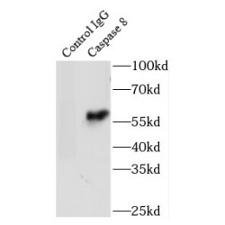 Caspase 8 (CASP8) Antibody