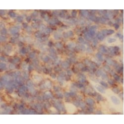 Caspase 9 (CASP9) Antibody