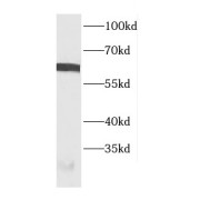 abx231316
