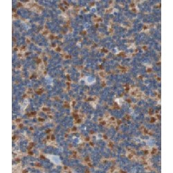 Cerebellin 4 Precursor (CBLN4) Antibody