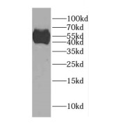 WB analysis of mouse testis tissue, using CCDC62 antibody (1/600 dilution).