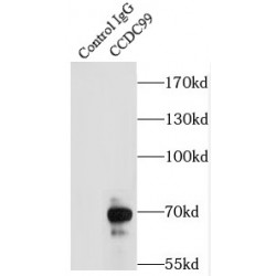 Coiled-Coil Domain-Containing Protein 99 (CCDC99) Antibody