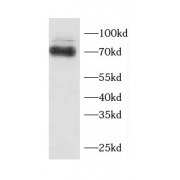 WB analysis of HEK-293 cells, using CCDC99 antibody (1/1000 dilution).
