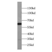 abx231378