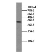 WB analysis of mouse small intestine tissue, using CD40LG antibody (1/1000 dilution).