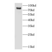 WB analysis of K-562 cells, using CD164 antibody (1/300 dilution).