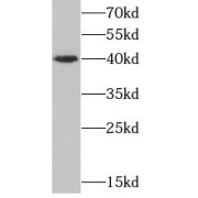 abx231436
