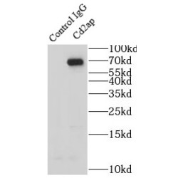 CD2 Associated Protein (CD2AP) Antibody