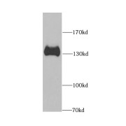 abx231480