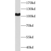 abx231481