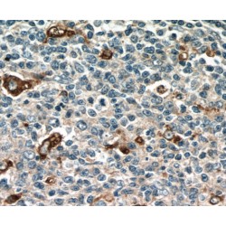 Macrosialin (CD68) Antibody
