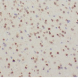 Cell Division Cycle 26 (CDC26) Antibody