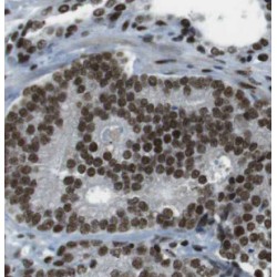 CDC27; APC3 Antibody
