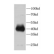 WB analysis of Raji cells, using CDCA7 antibody (1/200 dilution).