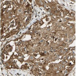 CDK1-Specific Antibody