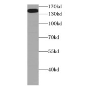 WB analysis of NIH/3T3 cells, using CGNL1 antibody (1/2000 dilution).