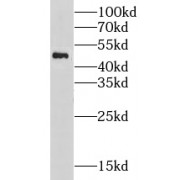 WB analysis of Raji cells, using CHRNA10 antibody (1/500 dilution).