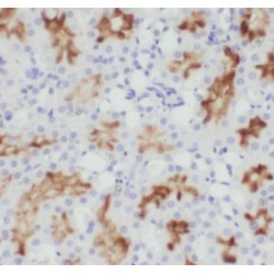 CHST13-Specific Antibody