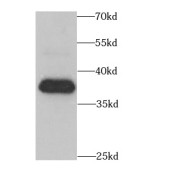 WB analysis of HepG2 cells, using CIAPIN1 antibody (1/1000 dilution).