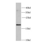 WB analysis of HepG2 cells, using CIRBP antibody (1/1000 dilution).